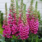 Digitalis purpurea Rose