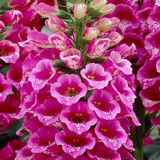 Digitalis purpurea Rose