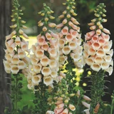Digitalis Collection 9cm