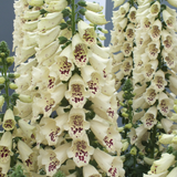 Digitalis Collection 9cm