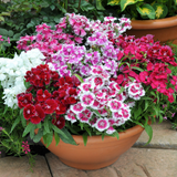 Dianthus Festival Mix