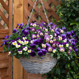 Viola Teardrops Waterfall Mixed