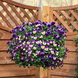 Viola Teardrops Waterfall Mixed