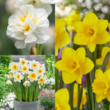 British Grown Daffodil Collection