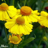 Helenium Helena Yellow