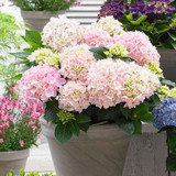 Hydrangea macrophylla Music Collection (x3)
