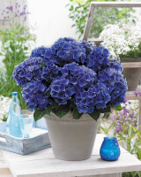 Hydrangea macrophylla Music Collection (x3)