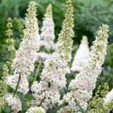 Buddleja davidii 'White Profusion'