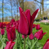 Tulip 'Merlot' 10/11cm