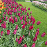 Tulip 'Merlot' 10/11cm