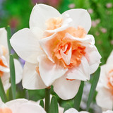 Narcissus 'Replete' 10/14cm