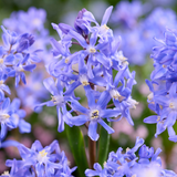 Chionodoxa sardensis