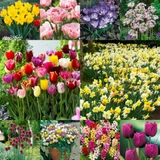 300 Spring Flowering Bulb Collection