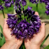 Agapanthus 'Black Jack'