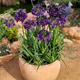 Agapanthus 'Black Jack'