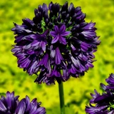 Agapanthus 'Black Jack'