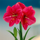 Amaryllis Hercules 30cm+