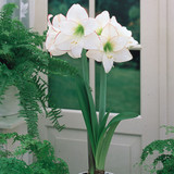 Amaryllis Picotee 26cm+