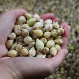 Allium sphaerocephalon 5cm+