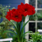 Amaryllis Red Lion 30cm+
