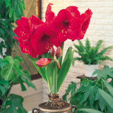 Amaryllis Red Lion 30cm+