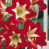 Amaryllis Naughty Girl 30cm+