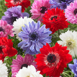 Anemone St Brigid Mixed 4/5cm
