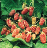 Loganberry Thornless