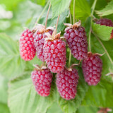Loganberry Thornless