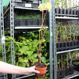 Grape Vine 'Vroege van der Laan'