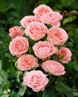 Rose Dearest