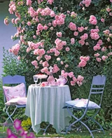 Rose Bonica