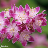 Deutzia Strawberry Fields