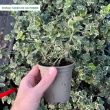 Euonymus for. Emerald Gaiety