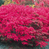 Euonymus Alatus