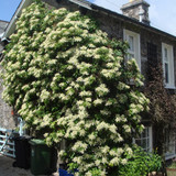 Hydrangea anomala petiolaris