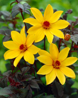 Dahlia 'Bishop Of York'