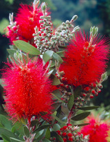 Callistemon Citrinus 'Splendens'