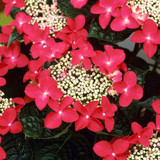 Hydrangea Lady in Red