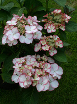 Hydrangea Love You Kiss