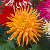 Dahlia 'Golden Crown'