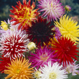 Dahlia 'Golden Crown'