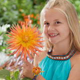 Dahlia 'Golden Crown'