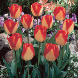 Tulip American Dream