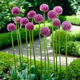Allium His Excellency