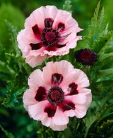Papaver Little Dancing Girl