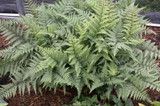 Athyrium niponicum 'Grey Ghost'