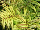 Athyrium vidalii