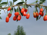 Goji Berry (Lycium barbarum)