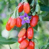 Goji Berry (Lycium barbarum)